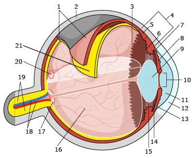 Орган глаза состоит из: глазного яблока, защитного аппарата глаза (веко, слезный орган, орбитальный карман вместе с глазницей) и аппарата движения глаз (мышцы черепа)